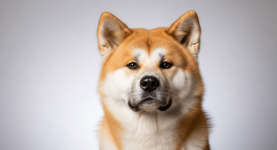 Illustrative image of a Akita dog