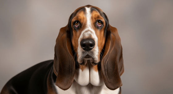 Illustrative image of a Basset Hound dog