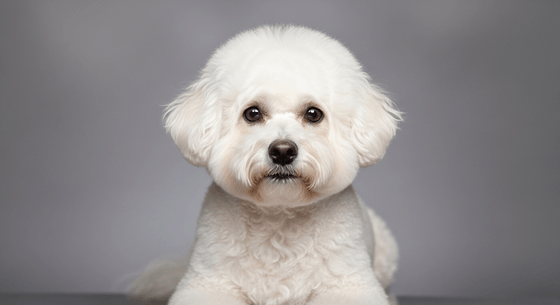 Illustrative image of a Bichon Frise dog