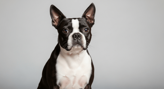 Illustrative image of a Boston Terrier dog