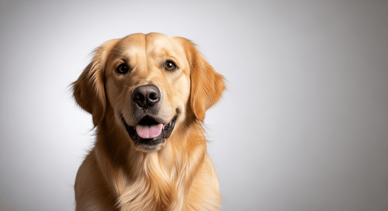 Illustrative image of a Golden Retriever dog