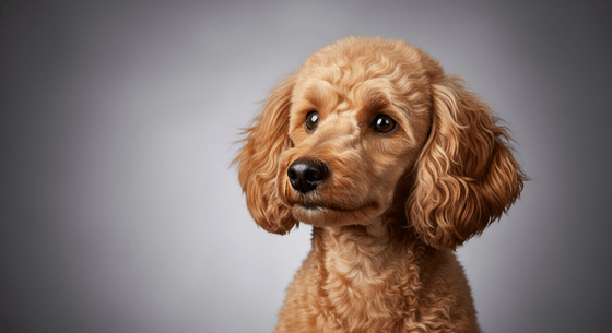 Illustrative image of a Poodle dog