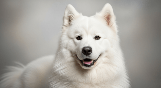 Illustrative image of a Samoyed dog