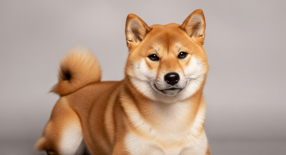 Illustrative image of a Shiba Inu dog