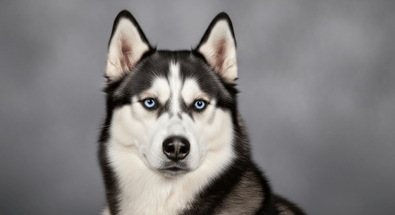 Illustrative image of a Siberian Husky dog