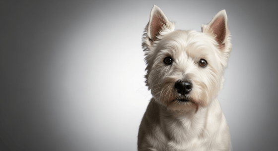 Illustrative image of a West Highland White Terrier dog