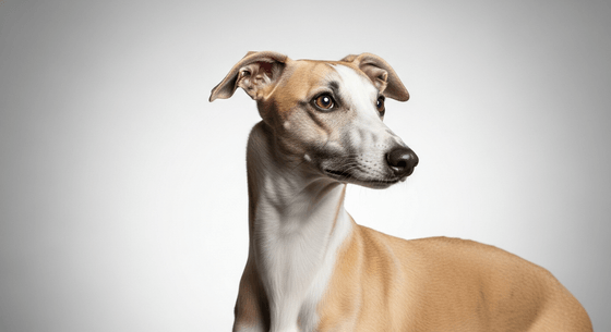 Illustrative image of a Whippet dog